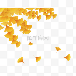 立秋秋天落叶银杏叶秋季树叶