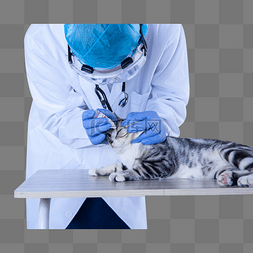 带听诊器的男医生图片_宠物医生给猫看眼睛