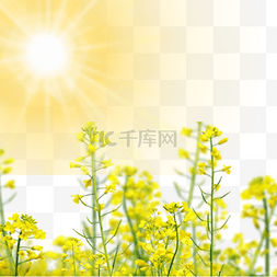 太阳下的花朵图片_阳光照射下的油菜花