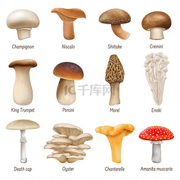 莫尔条纹图片_逼真的蘑菇、可食用和不可食用的