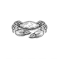 煮螃蟹图片_海蟹动物用一对钳子孤立的单色图