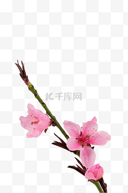 粉红桃花