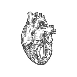 心脏示意图图标心血管系统隔离载