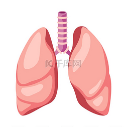 肺部卡通图片_肺部内部器官示意图人体解剖学医