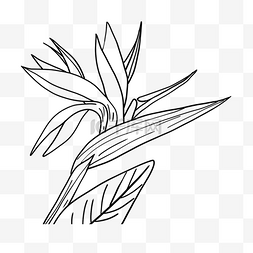 植物花卉图片_黑白线条线稿热带植物花卉