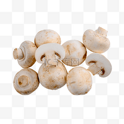 口蘑图片_白蘑菇有机白口蘑菌菇