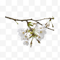 樱花春天白色树枝植物