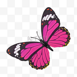 昆虫logo图片_蝴蝶粉色花纹