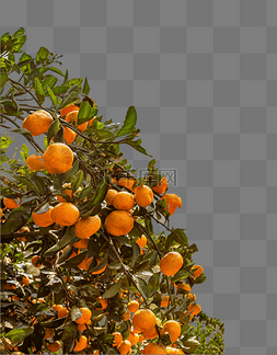 橘子橘子树