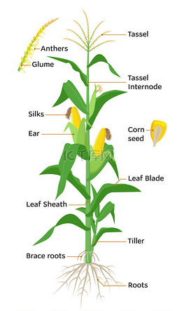 玉米植物图, 信息图元素与部分玉