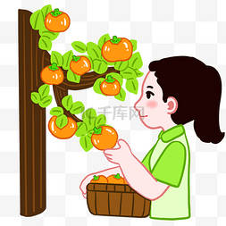 女孩采摘果实柿子