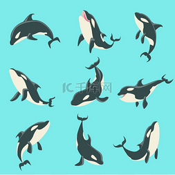 北极虎鲸鲸鱼不同的身体位置的插