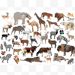 动物动物大图卡通图片_巨大套颜色动物