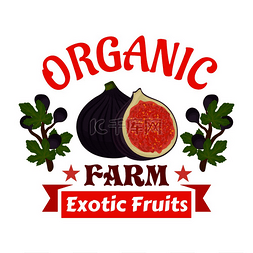 产品标签图片_图农场有机异国水果的标志整株和
