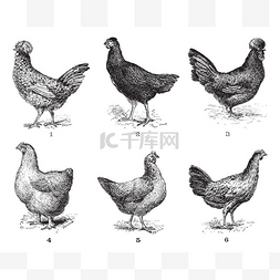 手绘箭头图片_母鸡，1。houdan 鸡。2.母鸡箭头。3.