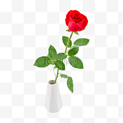 红色玫瑰开花花瓣
