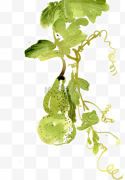 绿色的植物图片_下垂的葫芦水墨