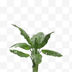 3D立体绿色大叶植物