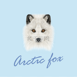 矢量插图肖像的北极狐.