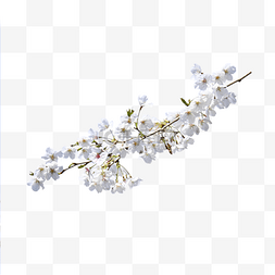 樱桃植物图片_白色花朵枝条植物樱花