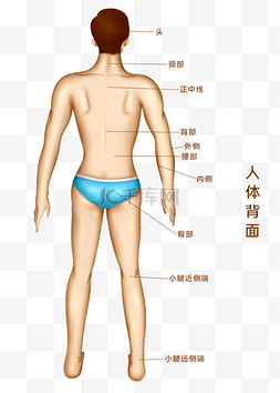 器官示意图图片_人体医疗组织器官人体示意图