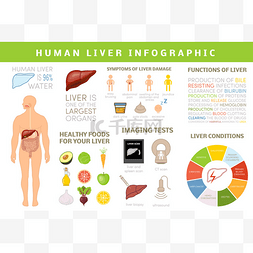 职能图片_肝脏的人类信息图表