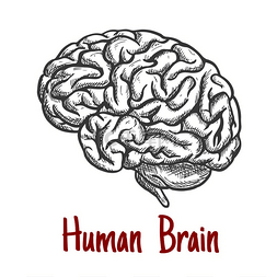 脑医疗图片_具有解剖学细节的脑干和后脑的人