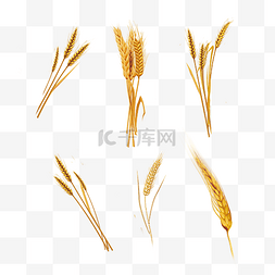秋天秋季金色小麦麦子