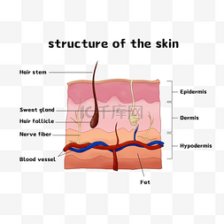 皮肤结构模型