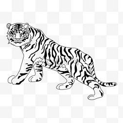 线描老虎动物