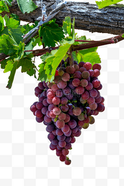 红葡萄植物上午葡萄