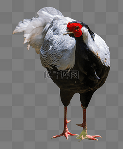 珍稀动物图片_白鹇禽类自然珍稀动物