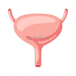 医疗护理健康图片_膀胱内部器官示意图人体解剖学医