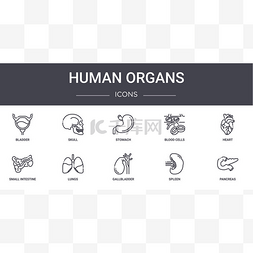 器官捐献图片_人体器官概念线图标设置。包含可