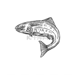 海鲜素描图片_三文鱼和鳟鱼矢量草图孤立图标捕