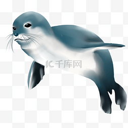 海豹海洋生物保护动物海豹