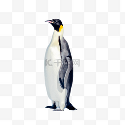 qq红企鹅图片_南极企鹅