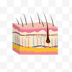 皮肤切口图片_毛囊皮肤问题立体剖面图肌理结构