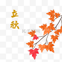 立秋节气中国传统二十四节气枫叶