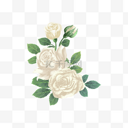 绿色叶子背景图片_白玫瑰水彩花卉花叶