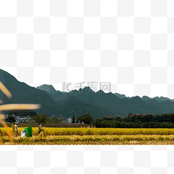 秋收秋天农民在收割水稻