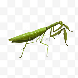 螳螂结构图片_绿色螳螂