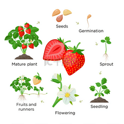 草莓植物生长阶段，从种子、幼苗