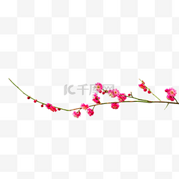 盛开的粉色花朵图片_盛开的粉色梅花花枝