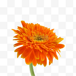 花朵橙色图片_非洲菊颜色花卉花园