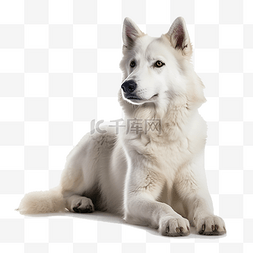一只阿拉斯加犬免扣摄影动物