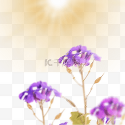 太阳下的花朵图片_阳光下的紫色槐花元素