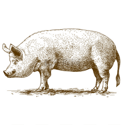 猪图片_矢量图的雕刻大猪