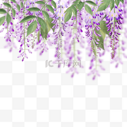 紫色水彩花卉图片_水彩花卉紫藤花藤本植物