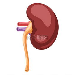 肾脏内部器官的插图人体解剖学医